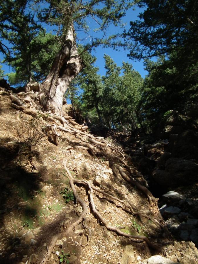 Echo Traditional House - Ηχώ Παραδοσιακό Σπίτι Émbonas 외부 사진